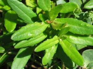 Undivided leaves of Variable Groundsel (var. maritimus)