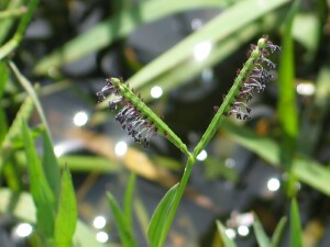Flowering racemes of Water Couch