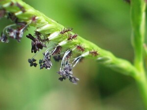 Water Couch spikelets with exserted anthers and stigmas
