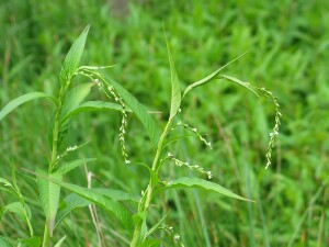 Water-pepper flowering shoots