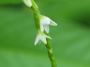 Water-pepper flowers