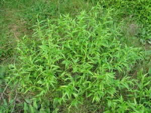 Water-pepper plants
