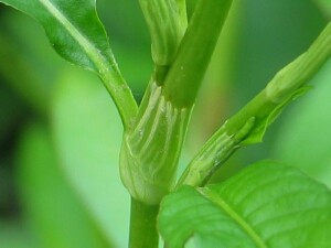 Stem and leaves of Water-pepper