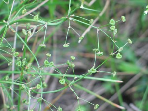 Flower-head of Water-plantain