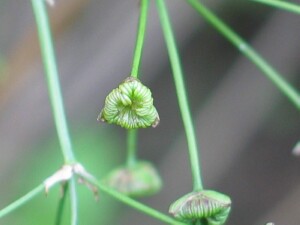 Water-plantain fruit