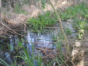 Water Ribbons growing in acid, saline drain