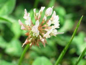 White Clover flower-head