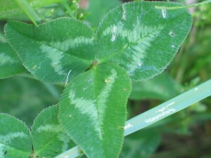 White Clover leaf