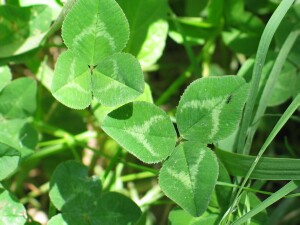 Leaves of White Clover