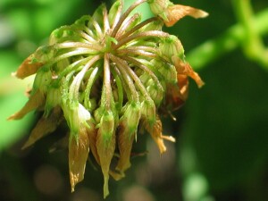 Mature flower-head of White Clover