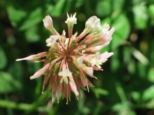Maturing flower-head of White Clover