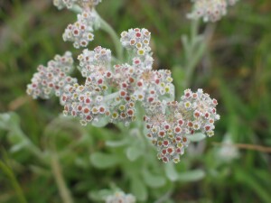 White Cudweed flower-heads