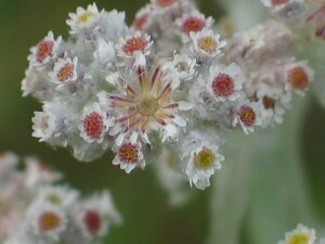 White Cudweed flower-heads
