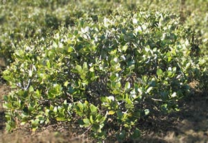 White mangrove bush - Salinity Indicator Plants