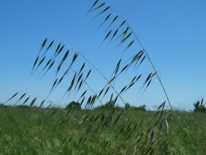 Wild Oats flower-heads
