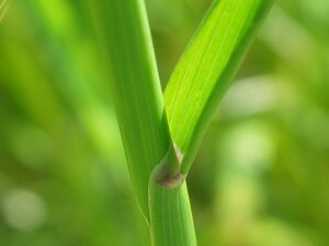 Wild Oats ligule at junction of leaf and stem