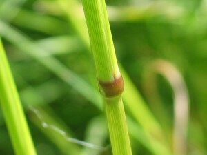 Stem and node of Wild Oats 