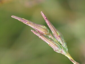 Willow-leaf Lettuce buds