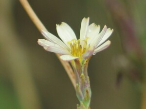 Willow-leaf Lettuce flower