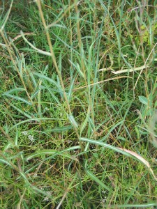 Willow-leaf Lettuce plants
