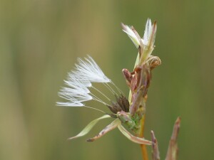 Mature seed of Willow-leaf Lettuce 