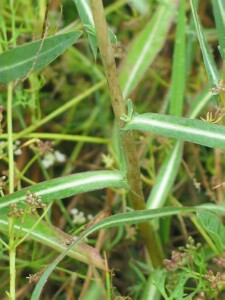 Willow-leaf Lettuce stem and leaves
