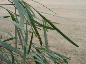 Leaves of Willow Wattle 