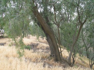 Trunks of Willow Wattle 