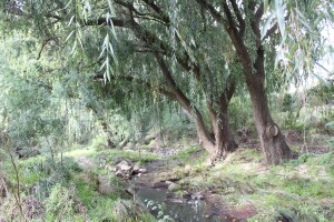 Willow trees