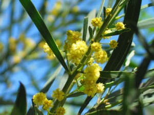 Wirilda flowers