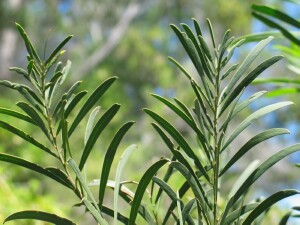 Wirilda leaves