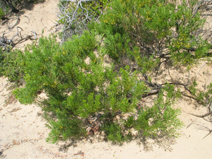 Wirilda on sand dune
