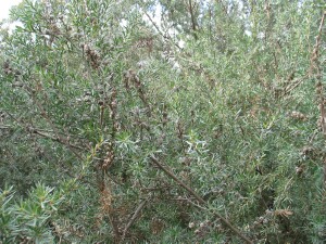 Woolly Tea-tree