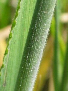 Hairy stem of Yorkshire Fog