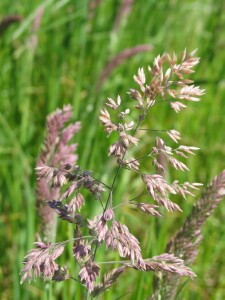 Mature flower-head of Yorkshire Fog