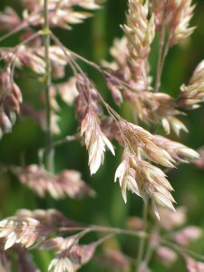 Mature spikelets of Yorkshire Fog
