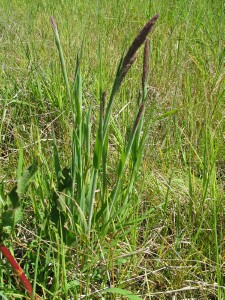 Young plant of Yorkshire Fog