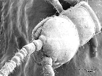 A photograph of a centipede