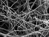 A photograph of a fungal hyphal
