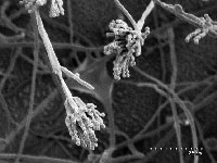 A photograph of a fungal spores