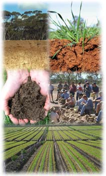 Image:  Soil Montage