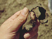 Heavy Clay
