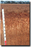 Photo: Hypercalcic Calcarosols