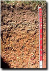 Photo: Brown Chromosol