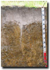 Photo: Mottled Brown Sodosols