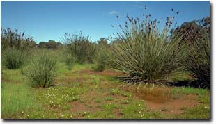 Image:  Spiny Rush