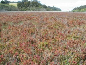  Austral Seablite - plants