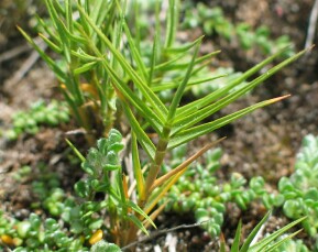 Australian Salt Grass