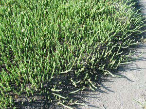 Beaded Glasswort - population