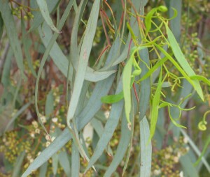Black Box - old and young leaves